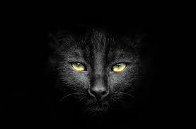 Find black cat pictures and black cat photos on desktop nexus. 45 Best Enchanting Black Cat Photos And Images 500px