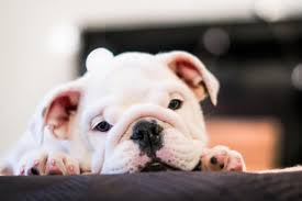 We judged each supplement based on ingredients best joint supplements with msm for dogs: Extend Joint Care For Dogs Review Of Supplement For Good Health Dog N Dogs