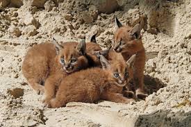 Traditional siamese kittens & traditional balinese kittens for sale. Meet Zoo Berlin S Blue Eyed Baby Caracal Quadruplets Zooborns