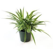 Image result for Chlorophytum