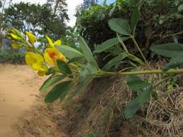 Image result for Crotalaria micans