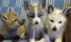 You Can Have A Pet Domesticated Fox Of Your Very Own From The Russian Fox Farm For The Low Low Price Of Just 5 950 Want Pet Fox Pet Fox