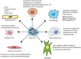 Image result for Mast Cell