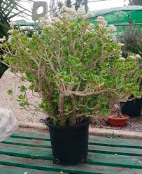 Ferns n petals offers a wide variety of indoor, outdoor, and flowering plants online like. Sale Crassula Ovata Online Space Garden Nursery Online