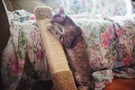 When your cat scratches, they're not trying to destroy your couch. Save Your Sofa How To Keep Cats From Scratching Leather Furniture