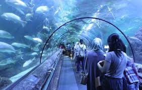 Georgia aquarium di atlanta adalah akuarium terbesar di dunia dan rumah bagi lebih dari 100.000 makhluk laut. Dongkrak Pariwisata Jaya Ancol Akan Bangun Aquarium Terbesar Di Dunia Topbusiness