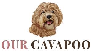 Maybe you would like to learn more about one of these? Top 4 Best Cavapoo Breeders In Texas Our Cavapoo