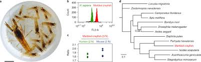 Clonal Genome Evolution And Rapid Invasive Spread Of The