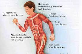 What are the names of some muscles found in the arms and legs? Settings On The Muscular System For Kids Muscular System For Kids Muscular System Skeletal System Activities