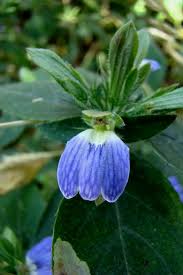 Image result for Blepharis