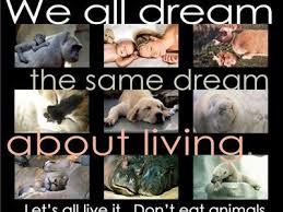 1712 animal crush video prohibition act of 2010 (eh) s. Stop Crush Videos 04 14 By The Pawz Cauze Show Pets