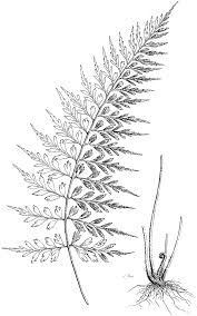 Image result for Asplenium aethiopicum