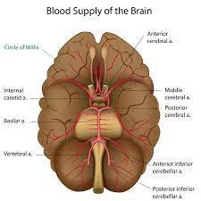 At the circle of willis, the internal carotid arteries branch into smaller arteries that supply oxygenated blood to over 80% of the cerebrum. The Circle Of Willis And Its Role In Ischemic Strokes University Health News