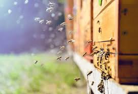 Are you looking for bee removal near me? How To Get Rid Of Honey Bees From Home