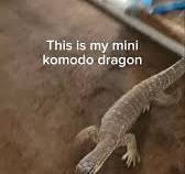 I own a pet komodo dragon. #reptiles #pets #monitorlizard #komododragon #cat