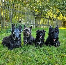 Image result for skotský teriér