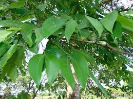 Image result for Hymenaea courbaril