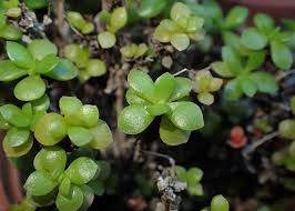 Image result for Crassula rhodesica
