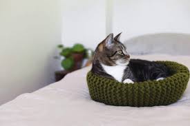 Cat cave or bed that's knit with wool yarn in any design or size you want and felted. Knit A Chair A Cave Or A Bed For Your Cat Free Patterns Grandmother S Pattern Book