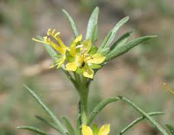 Image result for Vahlia