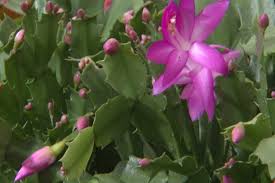 See more ideas about cactus for sale, cactus, make a color palette. The Christmas Cactus
