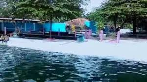 Tempat wisata selanjutnya yang bisa kamu kunjungi yaitu pemandian kalibacin, kalibacin sendiri kalau diartikan. Kolam Renang Tirta Alami Pancasan Ajibarang Banyumas Youtube