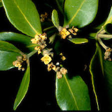 Image result for Avicennia marina