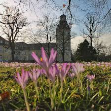 Unser Schlossgarten Ist Schon Voll In Fruhlingslaune Habt Ihr Das Meer Aus Krokussen Auch Schon Entdeckt Visitkarlsr Instagram Pictures Karlsruhe Instagram