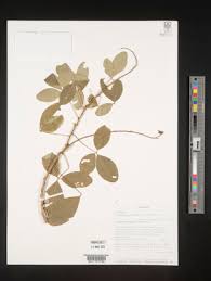 Image result for Crotalaria argyrolobioides