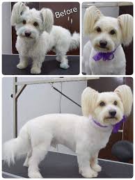 Contact maltese puppy adoptions ckc on messenger. Cutz To Cuddlez Anna Nagar Dog Trainers In Chennai Justdial