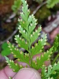 Image result for Davallia chaerophylloides