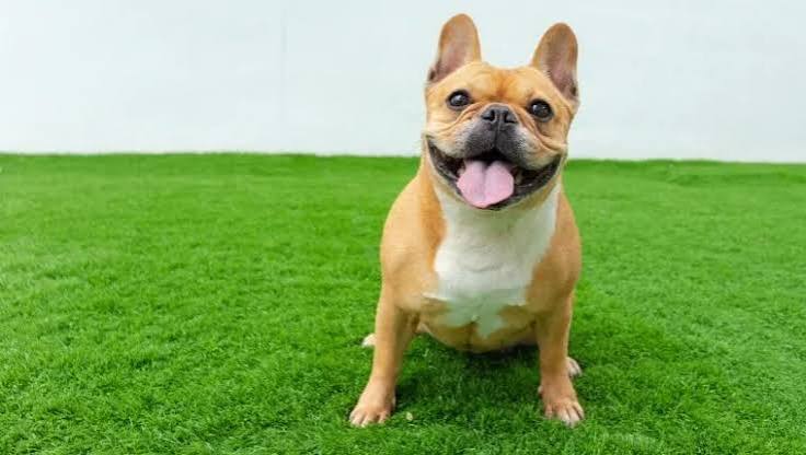 French Bulldog: Fun Facts About Frenchies - DogTime