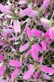 Image result for Congea