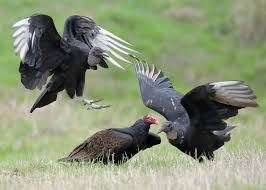 Check spelling or type a new query. Vultures Of Pennsylvania Black Vs Turkey Their Differences And Similarities Pennlive Com