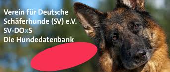 The verein für deutsche schäferhunde (sv), in english, german shepherd association, is a breed club founded in germany in 1899 by max von stephanitz and his colleague, arthur meyer, which set forward the standards of the german shepherd dog breed. Sv Datenbank Sv Datenbank Online