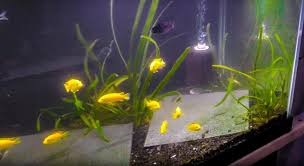 Olx india offers online local classified ads in india. How To Set Up An Easy Planted Tank For African Cichlids Aquarium Co Op