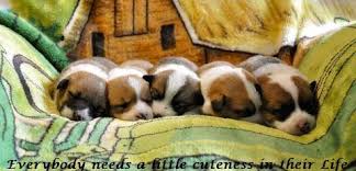 Cardigan welsh corgi dog breeders. California Corgi Farm Home Facebook