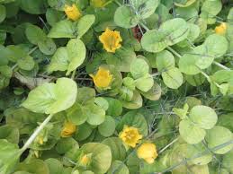 Image result for Primulaceae