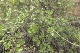 Image result for Cordia monoica