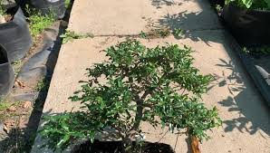Image result for Galpinia transvaalica