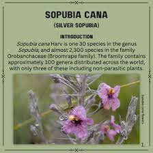 Image result for Sopubia mannii