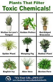But when kevser loses her husband. Plants That Filter Toxic Chemicals Tanaman Dalam Ruangan Tanaman Di Kamar Tidur Tanaman Indoor