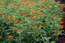 Image result for Tithonia