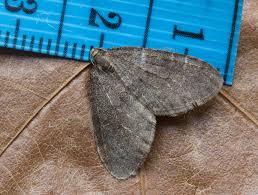 Image result for Operophtera brumata