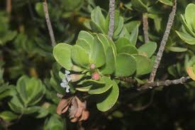 Image result for Pemphis