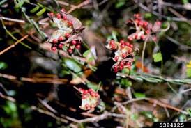 Image result for Abrus melanospermus