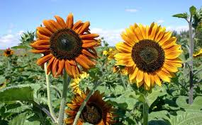 Siapa lagi kalau bukan bunga matahari. 12 Jenis Bunga Matahari Lengkap Beserta Gambarnya