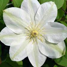 Early large flowered climber with single flowers. Clematis Guernsey Cream