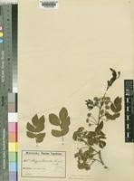 Image result for Albizia glaberrima