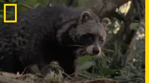 When buying house raccoon, you not only buy a product, you also support creativity, people and our planet. Cat Raccoon Or Neither National Geographic Youtube